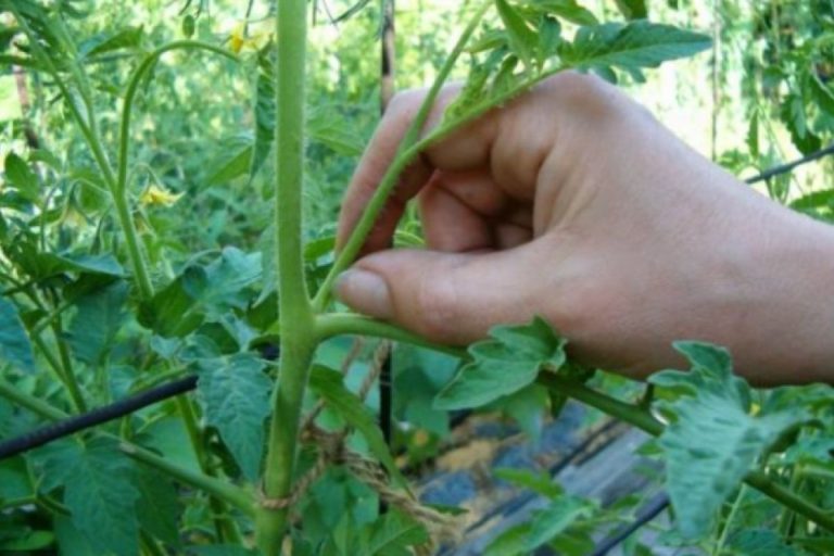 Пасинкування помідорів: як формувати кущ для щедрого врожаю
