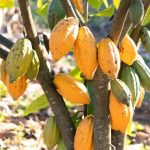 Шоколадне дерево: цікаві факти про Theobroma cacao