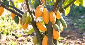 Шоколадне дерево: цікаві факти про Theobroma cacao