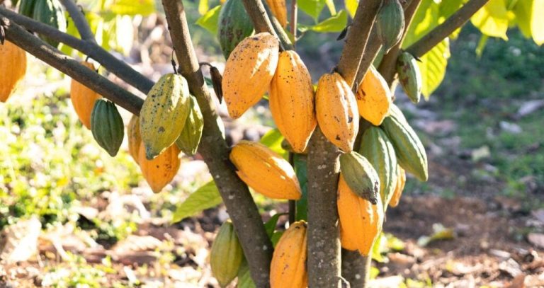 Шоколадне дерево: цікаві факти про Theobroma cacao