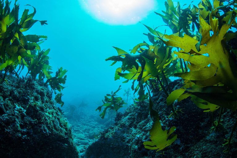 Ламінарія це бура водорість, яка насичує організм йодом і морськими нутрієнтами