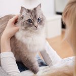 Чи відчувають коти вагітність у жінок: нюх, тепло та ніжність пухнастих сенсорів