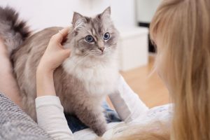 Чи відчувають коти вагітність у жінок: нюх, тепло та ніжність пухнастих сенсорів