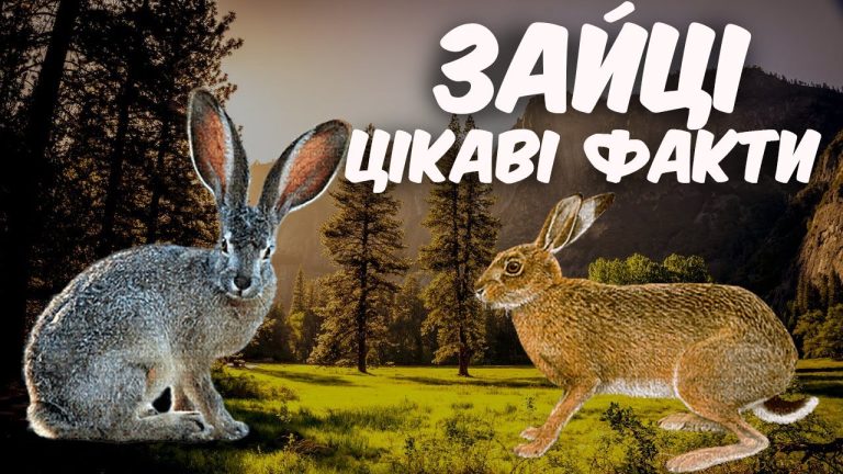 Цікаві факти про зайця: стрімкий символ українських полів