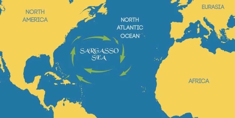 Де знаходиться Саргасове море — єдине море без берегів
