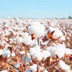 День бавовни 7 жовтня: історія, значення і український сенс