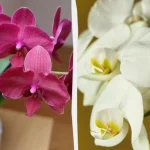 Розмноження орхідей: повний гід для домашнього квітникарства