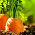 Як сіяти моркву весною для соковитого врожаю