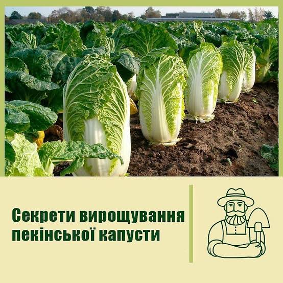 Як вирощувати пекінську капусту: секрети соковитих качанів