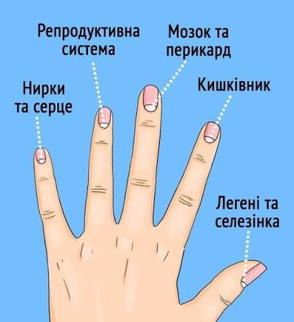 За що відповідають пальці на руках: функції, анатомія та приховані можливості