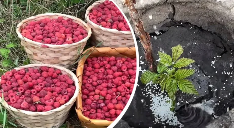 Чим підживити малину для багатого врожаю