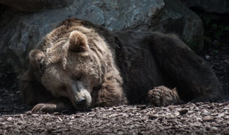 Сплячка ведмедя: як працює зимовий сон гіганта лісу