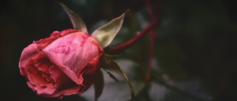 Як оживити троянди: повний гід для початківців і досвідчених