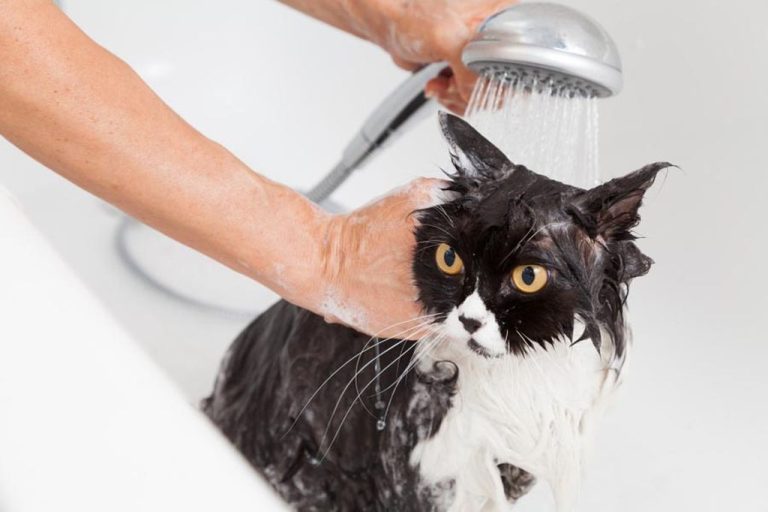 Як помити кота, який боїться води: детальний гід