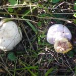 Які печериці не можна їсти: двійники та зіпсовані