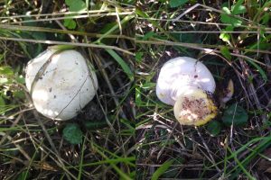Які печериці не можна їсти: двійники та зіпсовані